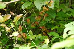 Tolypanthus lagenifer